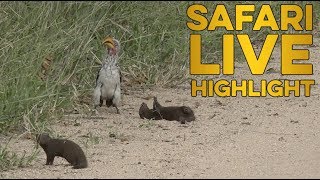 Hilarious dwarf mongoose plays dead for hornbill [upl. by Hafirahs]