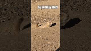 Day 181Bonus Prairie Dogs for no reason at all prairiedog animalphotos shorts wildlife [upl. by Reis]