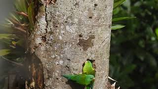 Periquito barbinaranja Britogeris Jugularis Algunas aves de Panamá [upl. by Ede]