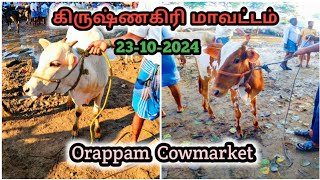 23102024 Krishnagiri District  Orappam Biggest Cowmarket  This week [upl. by Bevash909]