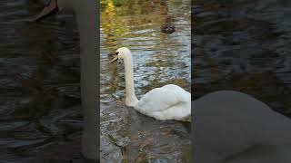 Swan on the Lake [upl. by Columbus]