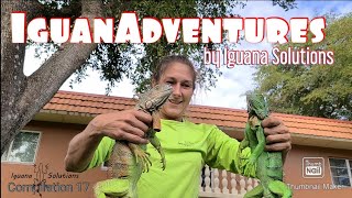 IguanAdventures Iguana Fight compilation 17 [upl. by Allertse]