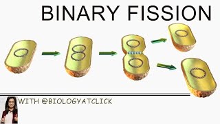 Binary fission in bacteria [upl. by Garate]