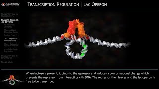 Lac Operon Regulation [upl. by Ainafets]