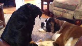 Bernese Mountain dog and Saint Bernard [upl. by Hewes]