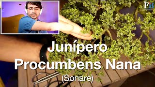 Junípero Procumbens Nana [upl. by Aimas]