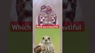 which one is beautiful Hawk youtubeshorts birds hawkeye [upl. by Erdnassac]