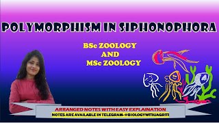 POLYMORPHISM IN SIPHONOPHORA POLYPMEDUSA BSC ZOOLOGY MSC ZOOLOGY 1SEMESTER  BIOLOGYWITHJAGRITI [upl. by Idolla]