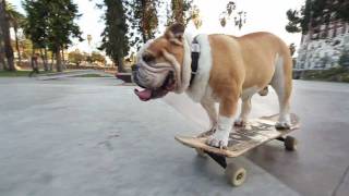 SKATEBOARDING BULLDOG stair ride attempts by Tyson photographed by Jeff Linett [upl. by Eel]