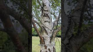 What Tree Is this Episode 2 Silver Birch Betula Pendula tree nature birch [upl. by Okiek18]