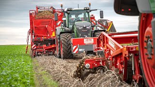 GRIMME WH 200 amp EVO 280  22 4 rows  Potato Harvest [upl. by Mordecai]