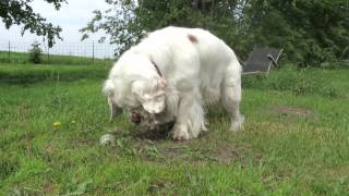 Clumber Spaniels [upl. by Hannad]