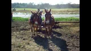 Plow Day in Ranburne Alabama [upl. by Jempty]