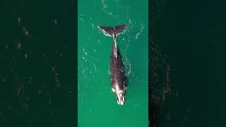 Overhead View of Whale in Ocean [upl. by Marcelo]