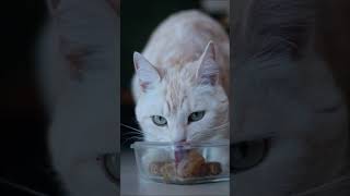 Easy Cat Hydration Hack with Marltons [upl. by Suirtemid995]