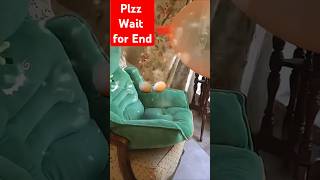 Amaira ka balloon foot Gaya 😱😂 shorts trending viralvideo amaira balloon cat funny comedy [upl. by Bord55]