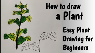 How to draw a Plant very Easily Easy Plant Drawing for Beginners [upl. by Lilhak205]