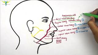 Facial Artery  Anatomy  Origin  Branches  Anastomosis  Knowing Anatomy [upl. by Ellezaj]