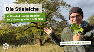 Die Stieleiche  Vollherbst und Spätherbst im phänologischen Kalender Wald Natur  gardify Tipps [upl. by Ran932]