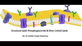 Structural Lipids I Glycerphospholipid and Ether linked lipid [upl. by Bonnell243]