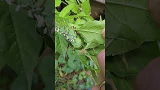 Tomato Hornworm with parasitic wasp larve on its back [upl. by Terrilyn566]