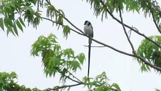 Pin Tailed Whydah [upl. by Cann]