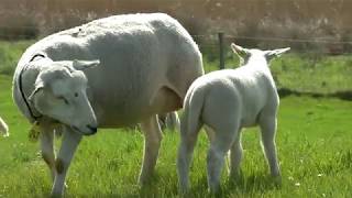 Schapen en lammetjes de wei in lange versie [upl. by Yennej317]