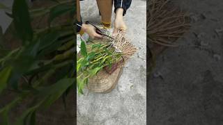 Very amazing tips grafting dendrobium nobile plant short plant orchid [upl. by Ecinahc]