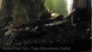 Red Tail Spotted Shovelnose Hybrid Catfish [upl. by Aneras373]