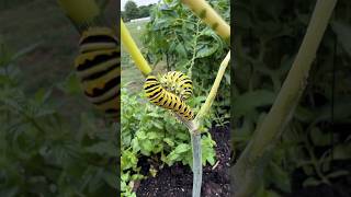 Black Swallowtail  Caterpillars butterflies caterpillar caterpillars pitbosswaterfowl [upl. by Suoivatnod423]