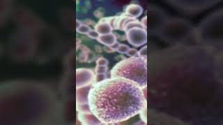 Streptococcus pneumoniae Biological short video shorts [upl. by Litsyrk]