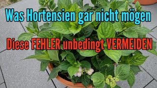 Was Hortensien nicht mögen  Diese FEHLER solltet ihr bei der Hortensienpflege vermeiden [upl. by Freya]