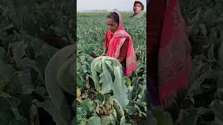 villagelife cauliflower farming couliflower agriculture vlog farmer biharagriculture bihara [upl. by Mohammad]