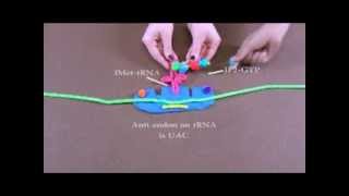 Detailed Description of Protein Translation [upl. by Ymmot581]