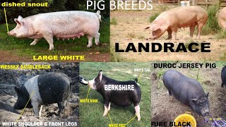 Pig Breeds [upl. by Eisaj]