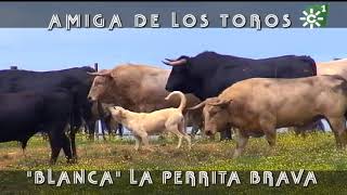 Toros de Prieto de la Cal Blanca perrita amiga del toro jabonero  Toros desde Andalucía [upl. by Ettenwad120]