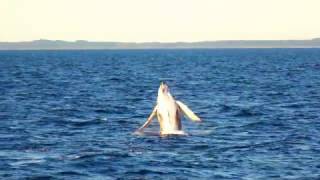 Humpback Whales Breaching off Hervey Bay [upl. by Nylanaj]