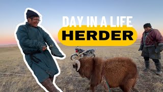 Малчин хүний нэг өдрийн амьдрал хэрхэн өрнөдөг вэ  Day in a life of Herder [upl. by Nylirret]