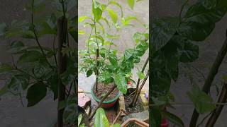 Mogre ka plants subscribe plants gardenplants rose Viral short [upl. by Sachiko757]