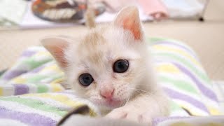 子猫が首元のボタンを狙って何度もダイブしてくるのがカワイイ【赤ちゃん猫 保護猫】 [upl. by Asital]