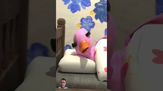 when I have an alarm toys duck pets cute birds alarm siblings babyduck pacmanpacman funny [upl. by Llerol]