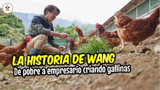 Como comenzar una granja de gallinas ponedoras con poco dinero 🐔 Historias de éxito [upl. by Gideon837]