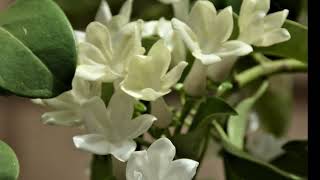 Stephanotis The Language of Flowers A Visual Symphony [upl. by Anirtal]