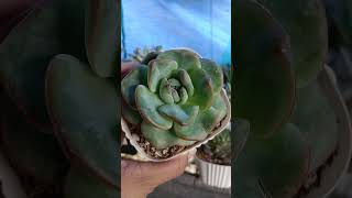 Cute amabilesucculent suculentas suculentaslove shorts shortvideo [upl. by Aehsal362]