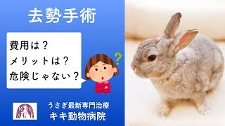 うさぎの去勢手術 費用は？去勢後の発情期行動や性格や食欲の変化は？うさぎの副腎疾患とは？【大阪府堺市のうさぎ最新専門治療キキ動物病院】 [upl. by Luisa]