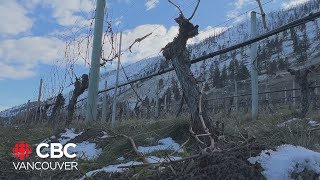 Okanagan winemakers burying their vines to protect them from extreme cold [upl. by Avrit]