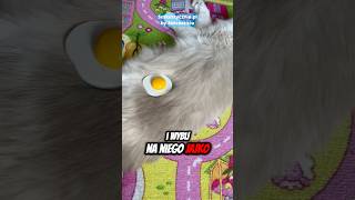 Robię jajko sadzone na kocie🥚🙀kot koty haha śmieszne ironia catmeme catmemes memy capcut [upl. by Eboj]