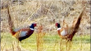 Pheasant vs Pheasant Common pheasant fight [upl. by Liebowitz315]