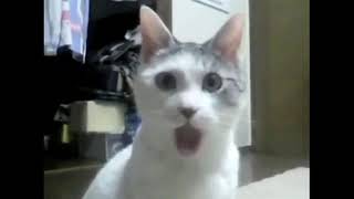 OMG Cat Shocked Meme  Funny Transition  True Memers [upl. by Tonnie]