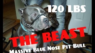 Massive Blue Nose Pit Bull Fights Authority  Dog Whisperer BIG CHUCK MCBRIDE SafeCalm Dog Collars [upl. by Engen276]